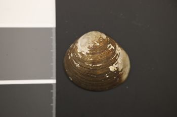 Media type: image;   Malacology 176889 Description: Dry specimen;